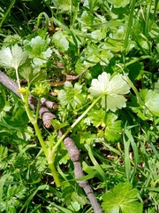 Ranunculus parviflorus