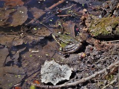 Pelophylax