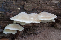 Tyromyces galactinus