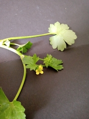 Ranunculus parviflorus