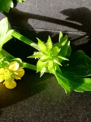 Ranunculus parviflorus