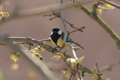 Parus major
