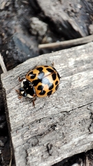 Harmonia axyridis