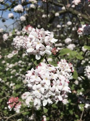 Viburnum carlesii bitchiuense