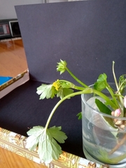 Ranunculus parviflorus