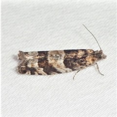 Pseudexentera maracana