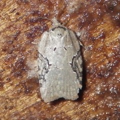 Acleris chalybeana