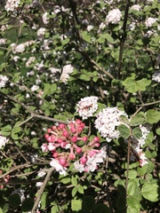 Viburnum carlesii bitchiuense