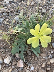 Oenothera primiveris primiveris