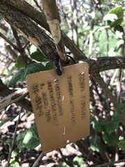 Viburnum carlesii bitchiuense