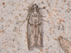 Myelopsis alatella