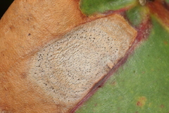 Phyllosticta coccolobae