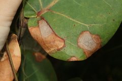 Phyllosticta coccolobae