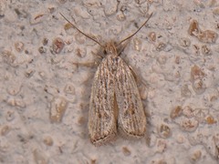Helcystogramma chambersella