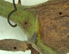 Neolasioptera nodulosa image