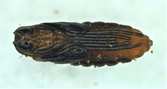 Neolasioptera nodulosa image