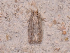 Helcystogramma chambersella