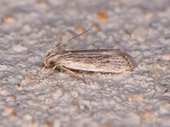 Helcystogramma chambersella
