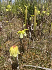 Sarracenia alata