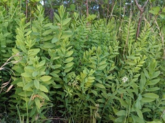 Comandra umbellata umbellata