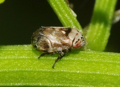 Clastoptera undulata