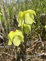 Sarracenia alata