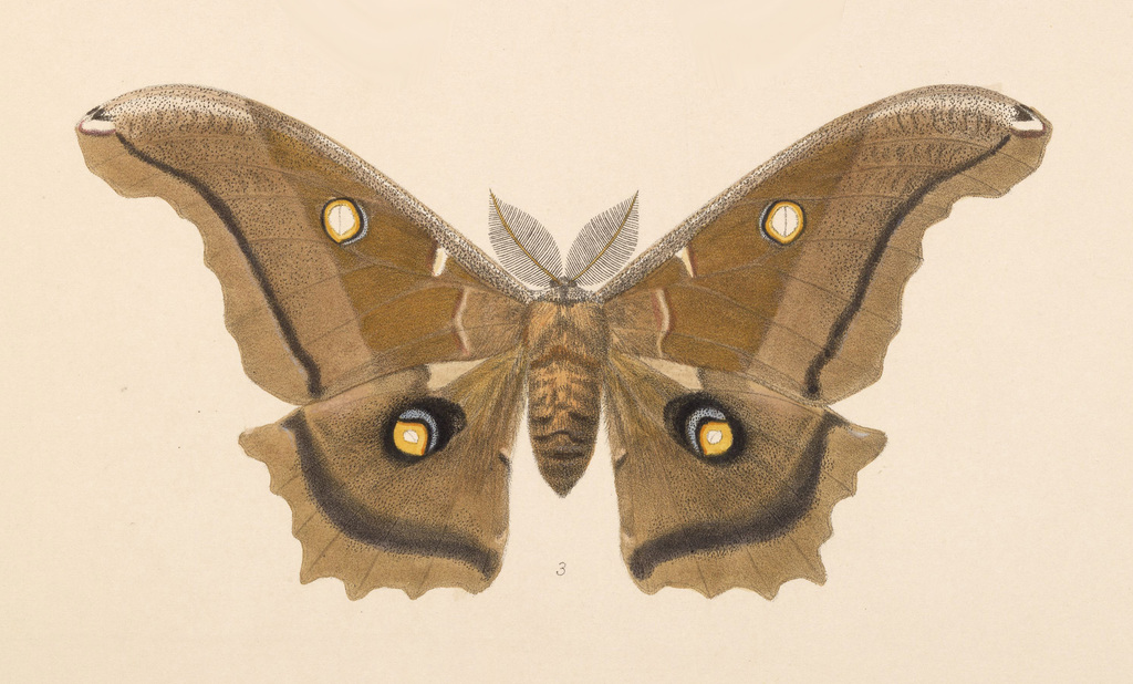 Antheraea montezuma