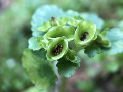 Chrysosplenium japonicum