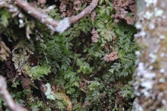 Mnium stellare