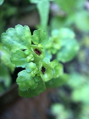 Chrysosplenium japonicum