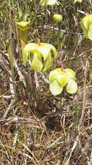 Sarracenia alata