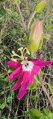 Passiflora sublanceolata