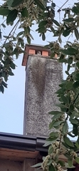 Athene noctua