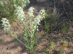 Lepidium montanum