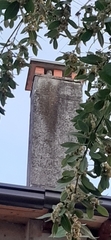 Athene noctua