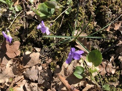 Viola rupestris