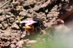 Osmia cornuta