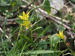 Gagea spathacea