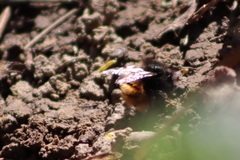 Osmia cornuta