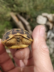 Testudo hermanni hermanni