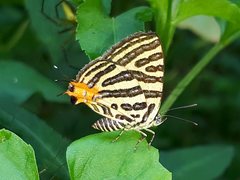 Cigaritis syama