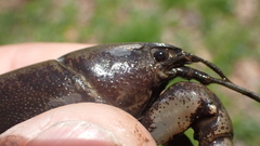 Cambarus dubius