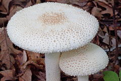 Amanita rhopalopus