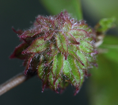 Dryocosmus floridensis