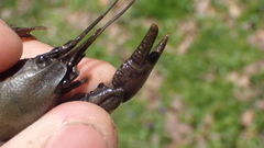 Cambarus dubius