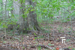 Amanita rhopalopus