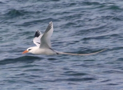 Phaethon lepturus catesbyi