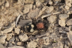 Physetopoda punctata