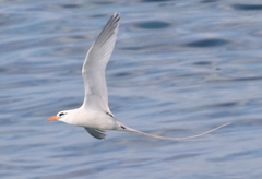 Phaethon lepturus catesbyi