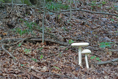 Amanita rhopalopus